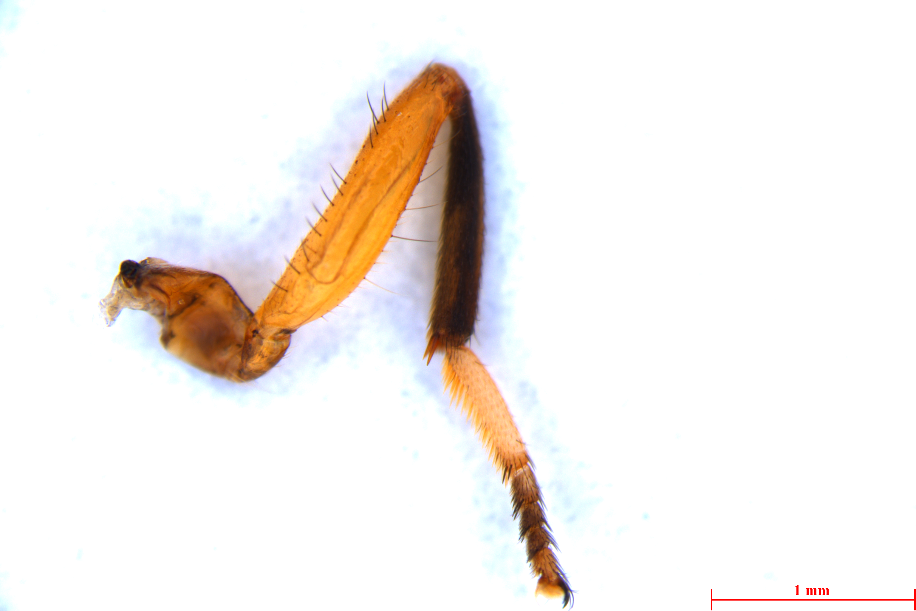 Metasomatic Tergite Insect Preview
